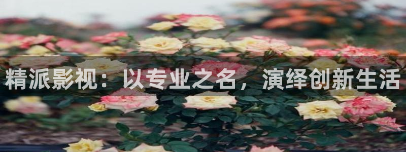 四虎影毛片：精派影视：以专业之名，演绎创新生活