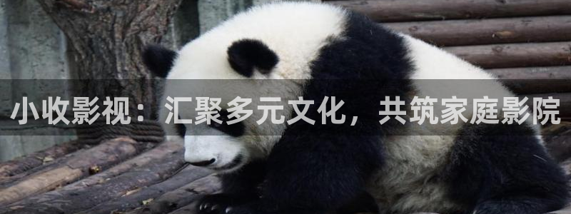 四虎影视最新站点：小收影视：汇聚多元文化，共筑家庭影院